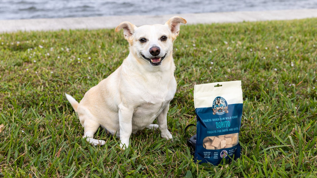 From Puppy to Senior: Grain-Free Fish Treats for All Life Stages