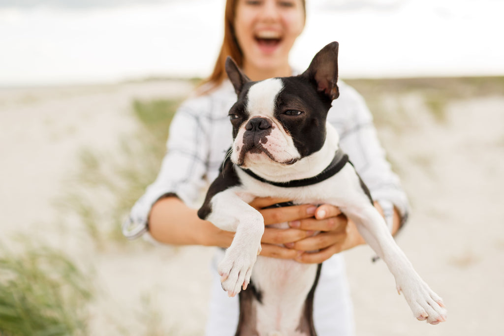Sailing with Your Dog: Why Mackerel Treats Are a Must-Have on Board
