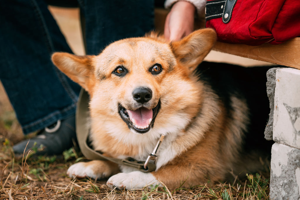 Bonito Bliss: Healthy Homemade Dog Treats Your Pet Will Love