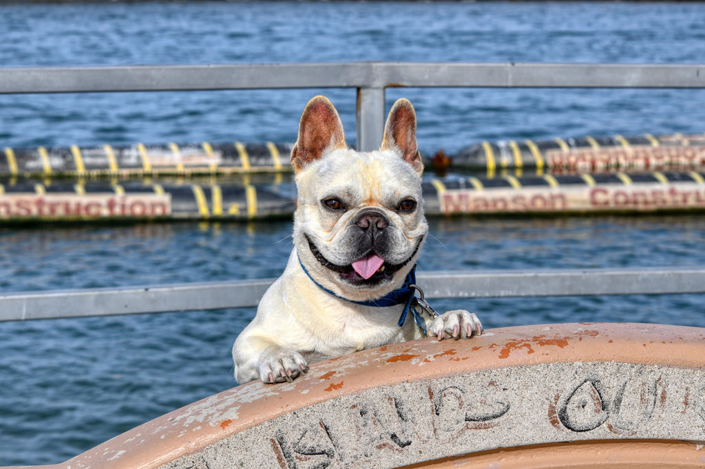 Clean Treats for Dirty Paws: Mackerel Snacks Dogs Devour