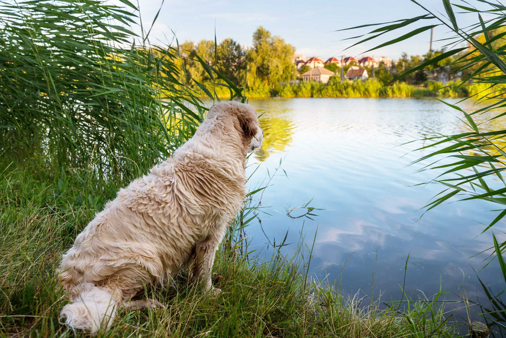 The Guilt-Free Way to Treat Your Chubby Buddy