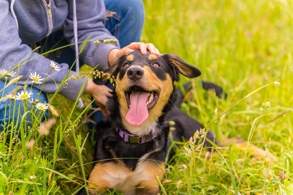 Fish + Water = Happy Pup: How Dog Treats and Hydration Go Paw-in-Paw